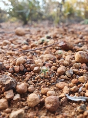 Drosera hyperostigma