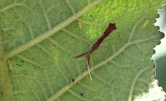 Bactrodes spinulosus