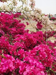 Bougainvillea