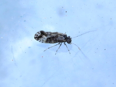 Myopsocus eatoni