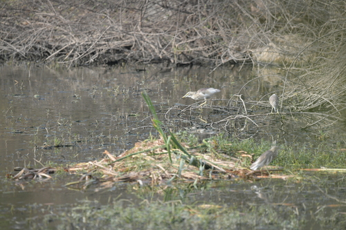 Indian Pond Heron (Ardeola grayii), photo 8