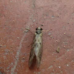 Hydropsyche exocellata