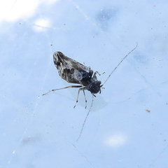 Myopsocus eatoni
