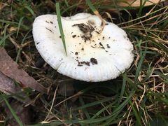 Russula marangania