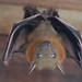 Lesser Short-nosed Fruit Bat - Photo (c) Soh Kam Yung, some rights reserved (CC BY-NC), uploaded by Soh Kam Yung
