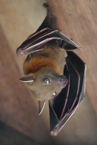 Lesser Short-nosed Fruit Bat, photo 2 of 10