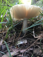 Russula marangania