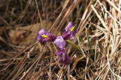 Iris reticulata