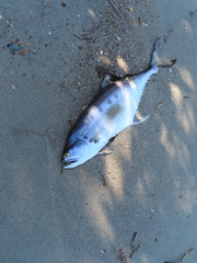 Scomberoides commersonnianus