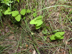 Aristolochia rotunda