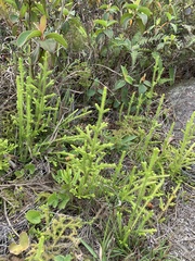 Lycopodium japonicum