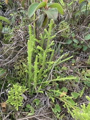 Lycopodium japonicum