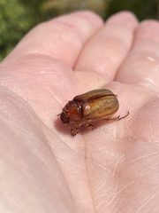 Rhizotrogus aestivus