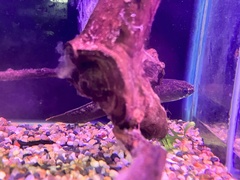 Channa stewartii