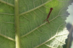 Bactrodes spinulosus