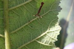 Bactrodes spinulosus