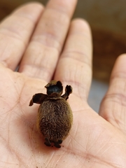 Drypetes oblongifolia