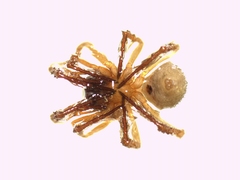 Robertus mazaurici