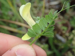 Vicia hybrida