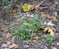 Hylotelephium maximum × spectabile