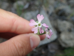 Silene conica