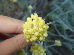 Helichrysum stoechas stoechas