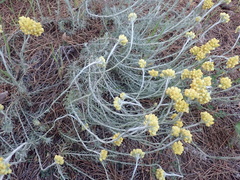 Helichrysum stoechas stoechas