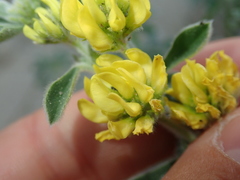 Medicago marina