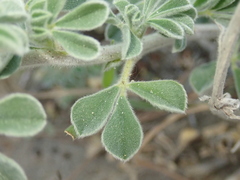 Medicago marina