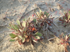 Limonium girardianum