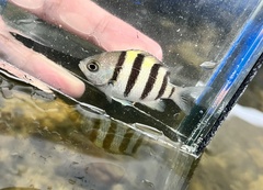 Abudefduf vaigiensis