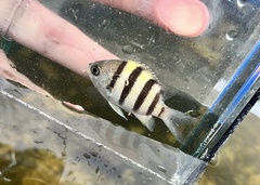 Abudefduf vaigiensis