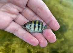 Abudefduf vaigiensis