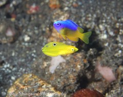 Pomacentrus auriventris