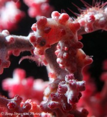 Hippocampus bargibanti