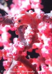 Hippocampus bargibanti