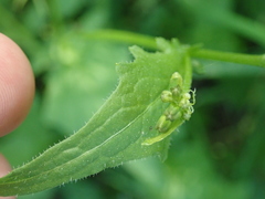 Rhagadiolus edulis