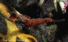 Solenostomus cyanopterus