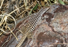 Aspidoscelis tesselatus