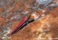 Helcogramma striata