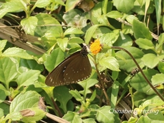 Euploea sylvester swinhoei