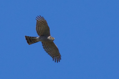 Accipiter nisus nisus