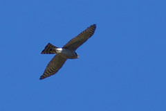 Accipiter nisus nisus