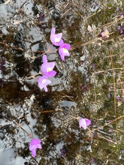 Utricularia purpurea image