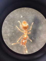 Solenopsis fugax