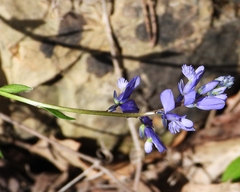 Polygala calcarea