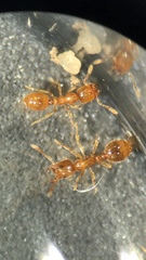 Solenopsis fugax