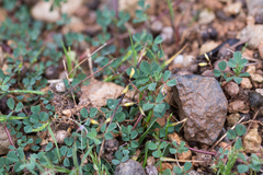 Medicago orbicularis