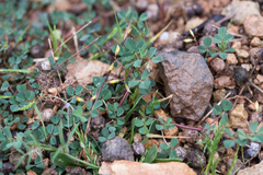 Medicago orbicularis