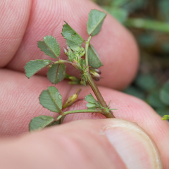 Medicago orbicularis